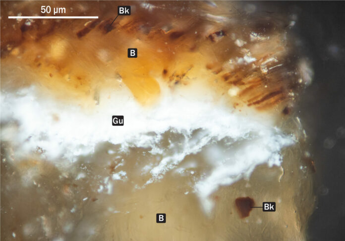 Glue in a BBQ Pellet Under a Microscope