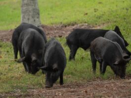 Hogs on a Farm