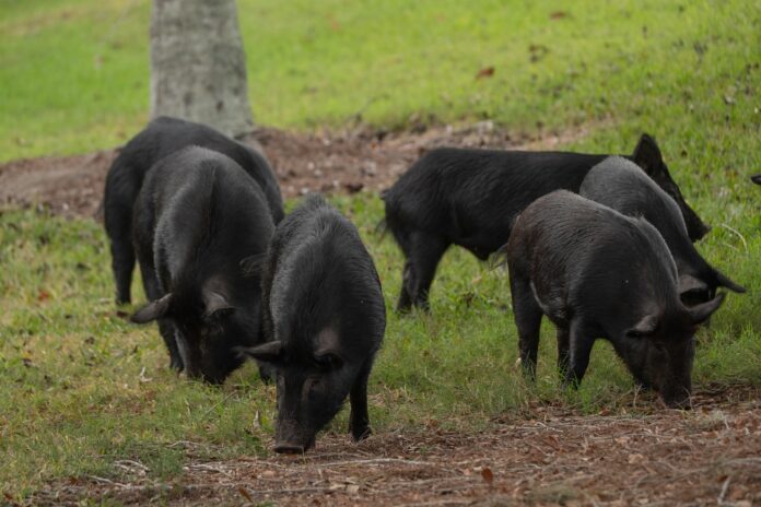 Hogs on a Farm